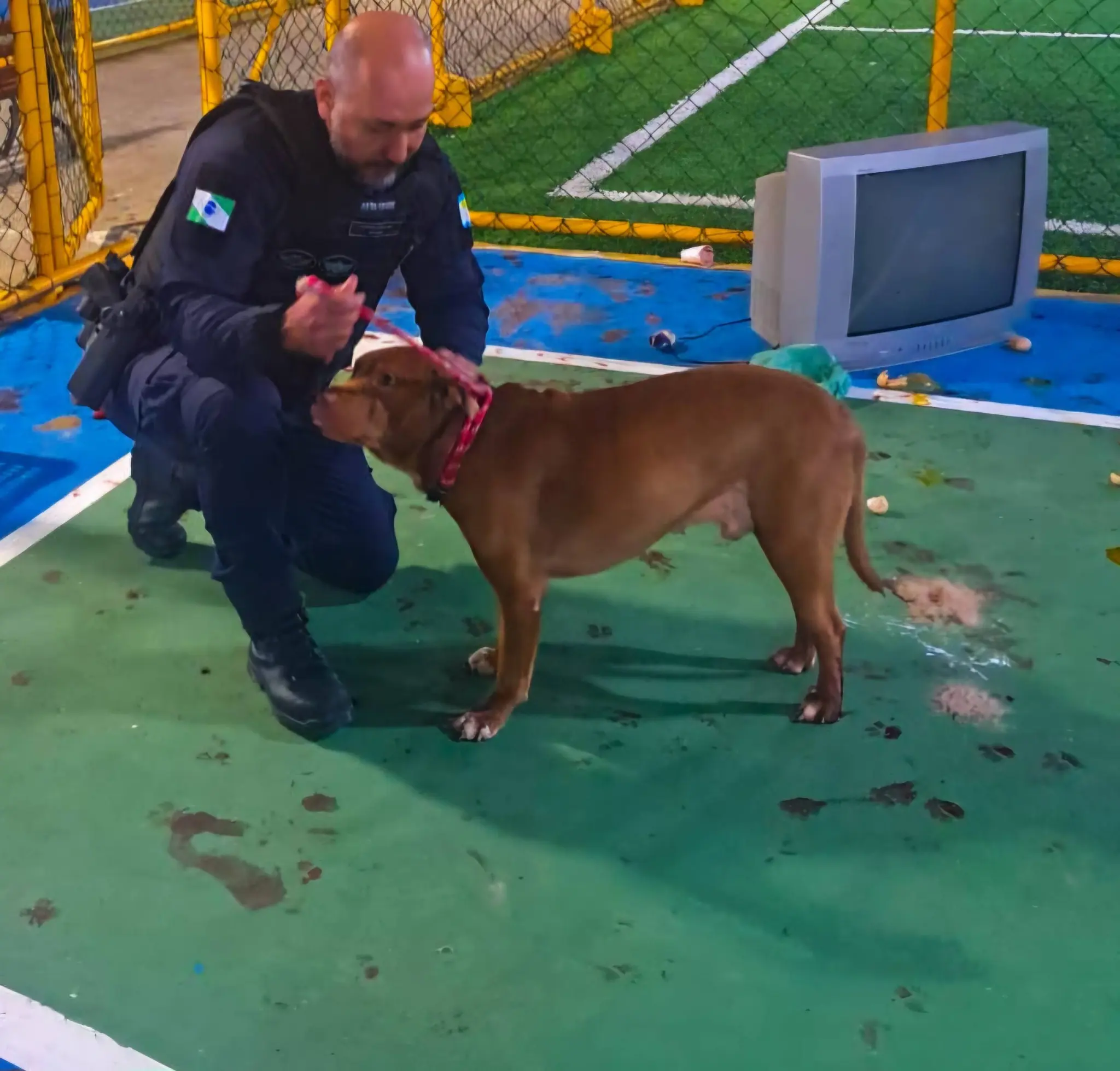 GCM resgata Pit Bull vítima de maus tratos em Pontal do Paraná; cão deixava rastro de sangue enquanto caminhava 1 O cão apresentava ferimentos graves nas patas, o que dificultava a sua locomoção e deixavam um rastro de sangue por onde passava