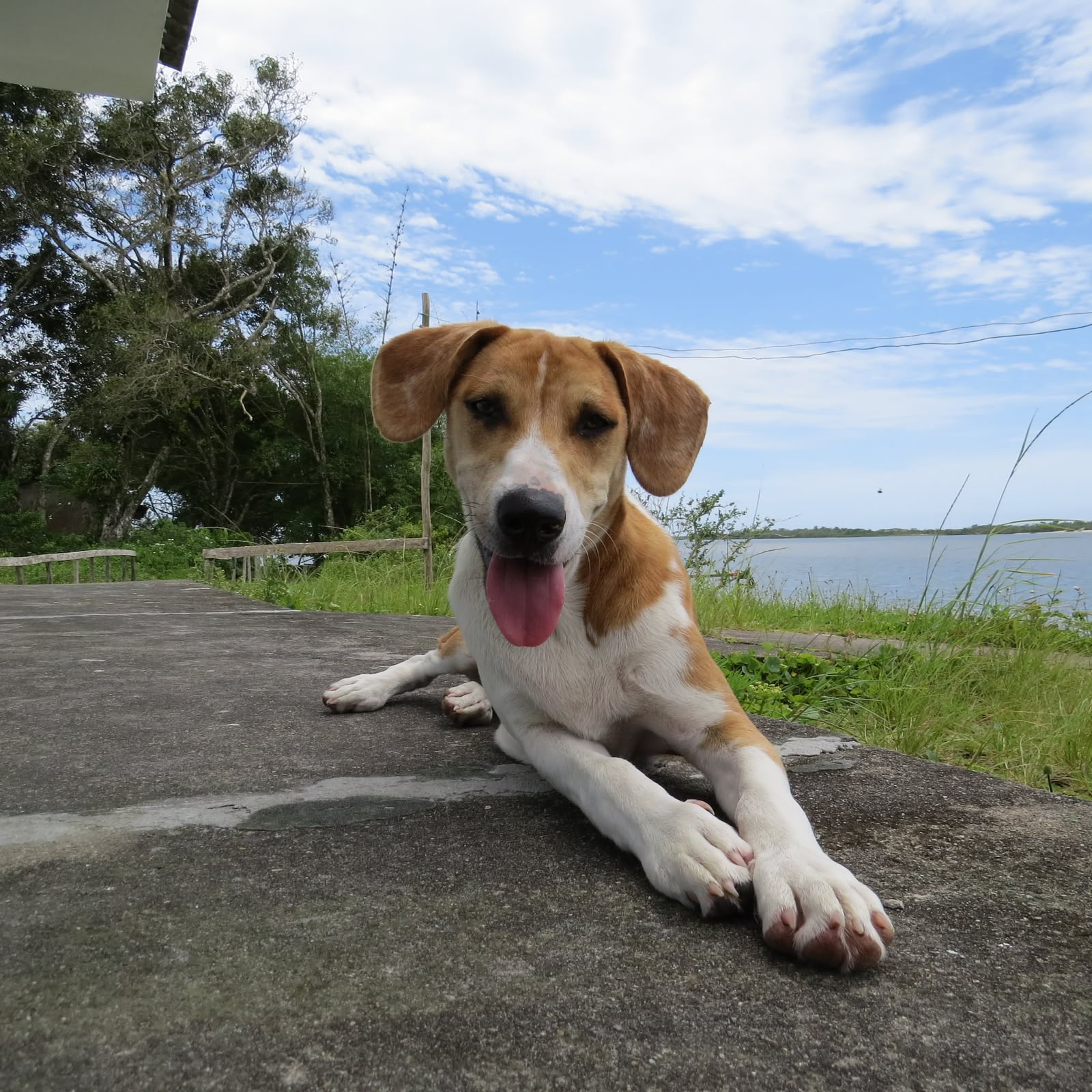 Mutirão na Ilha do Superagui promoverá mais de 300 castrações de cães e gatos a partir desta terça-feira 1 Mutirão ocorrerá até a quinta-feira, 23 (Foto: Funbio)