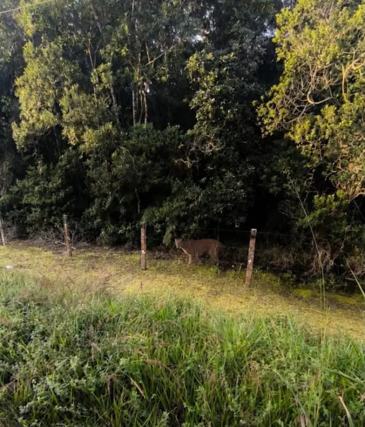 Animal foi registrado no balneário de Pontal do Sul, em Pontal do Paraná (Foto: Vídeo/Reprodução)