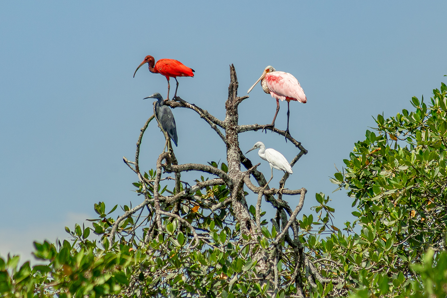 A fotografia premiada mostra quatro aves em uma árvore de mangue, destacando a biodiversidade da região (Foto: Bruno Carlesse)