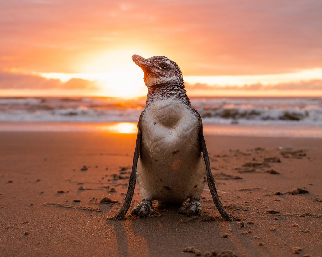 Fotografia premiada no concurso alemão Picture Awards em 2023 (Foto: Bruno Carlesse)
