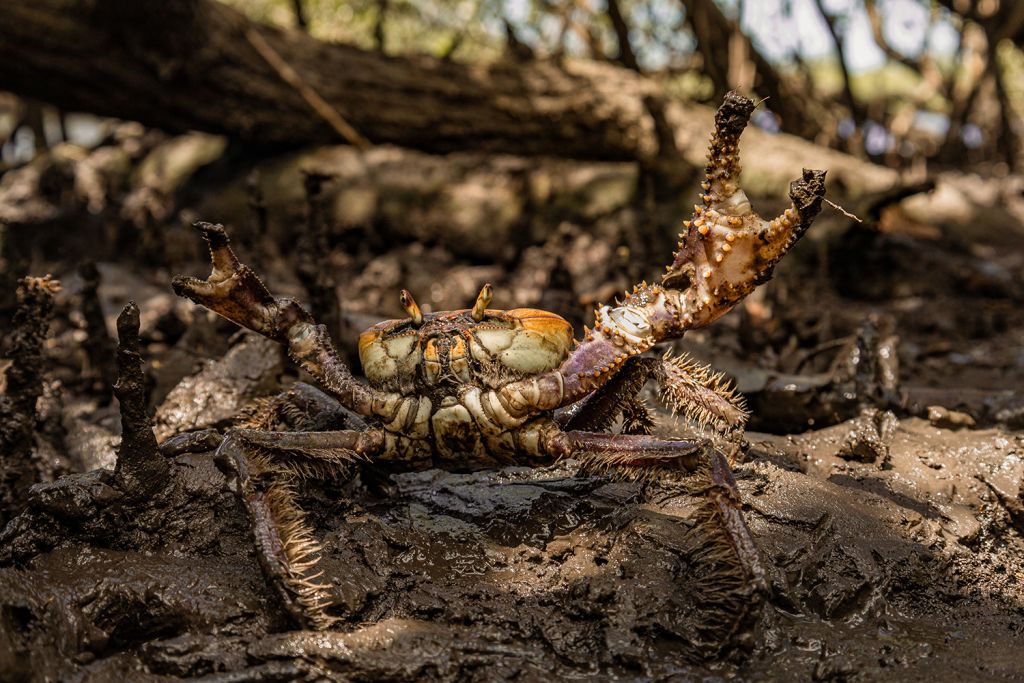 Na imagem, um caranguejo-uçá. A foto foi selecionada para a COP15, realizada em 2025 (Foto: Bruno Carlesse)