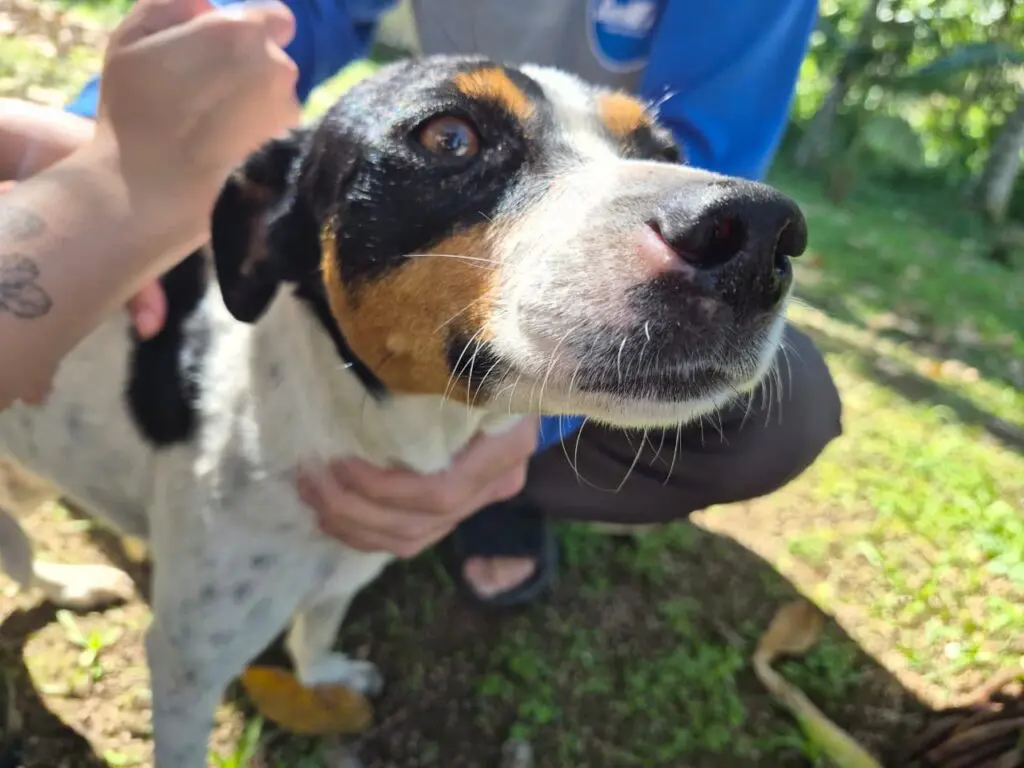 UFPR promove mutirão gratuito de castração de cães e gatos em Guaraqueçaba 1 FOTO 01 2026 09 01T180634.947