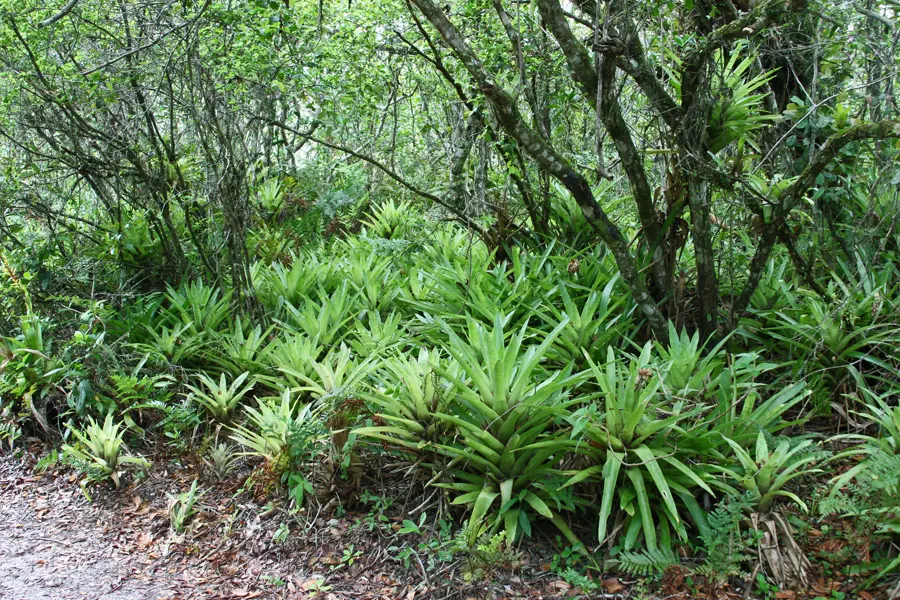 Visitação ao Parque Nacional do Superagui: saiba como visitar e o que conhecer 1 Brazil, Paraná, Parque Nacional de Superagüi.