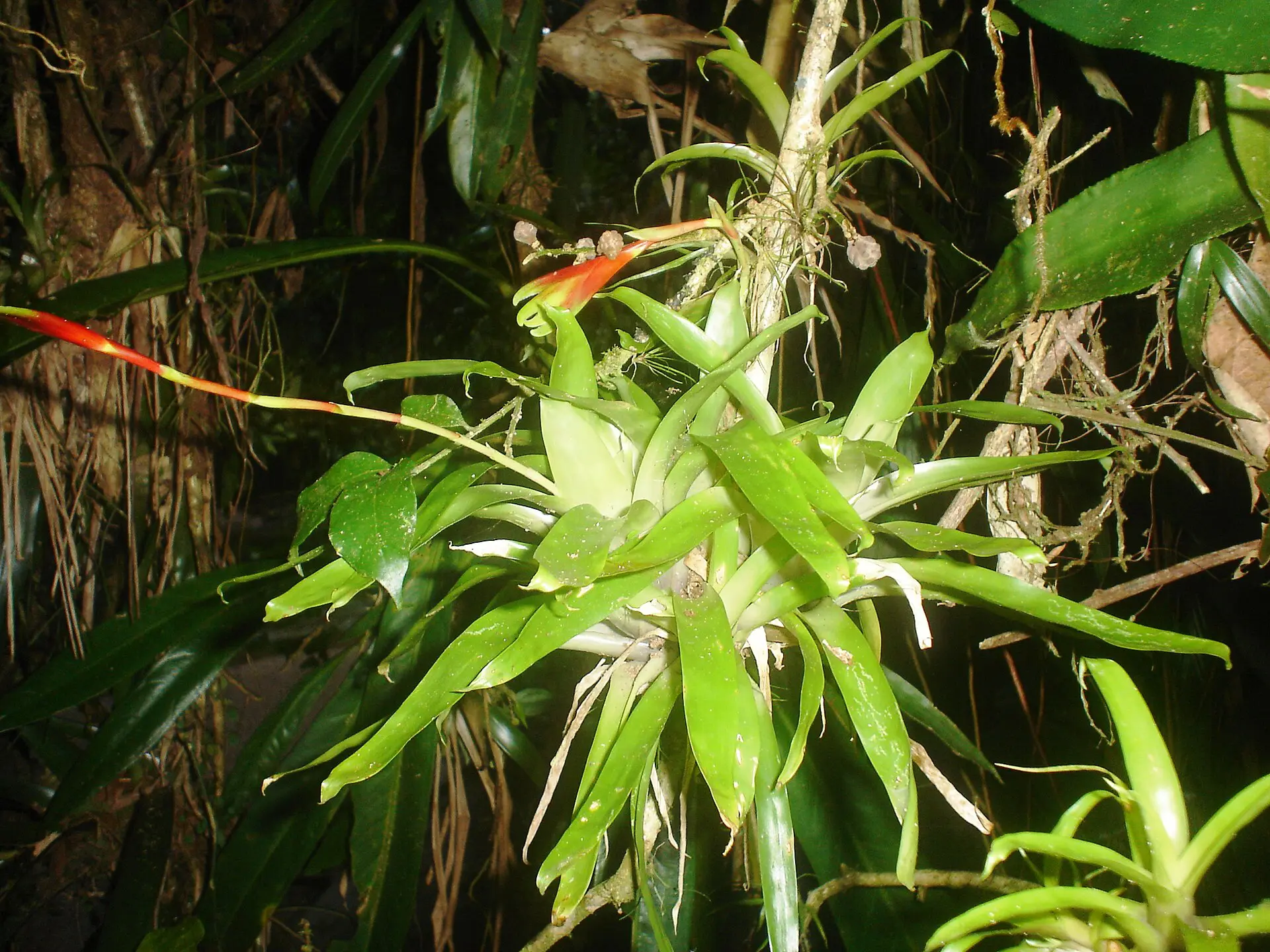 Guaraqueçaba: saiba como visitar e o que conhecer no litoral do Paraná 1 Abbondante flora aerea nella riserva del Sebui - Bromeliaceae