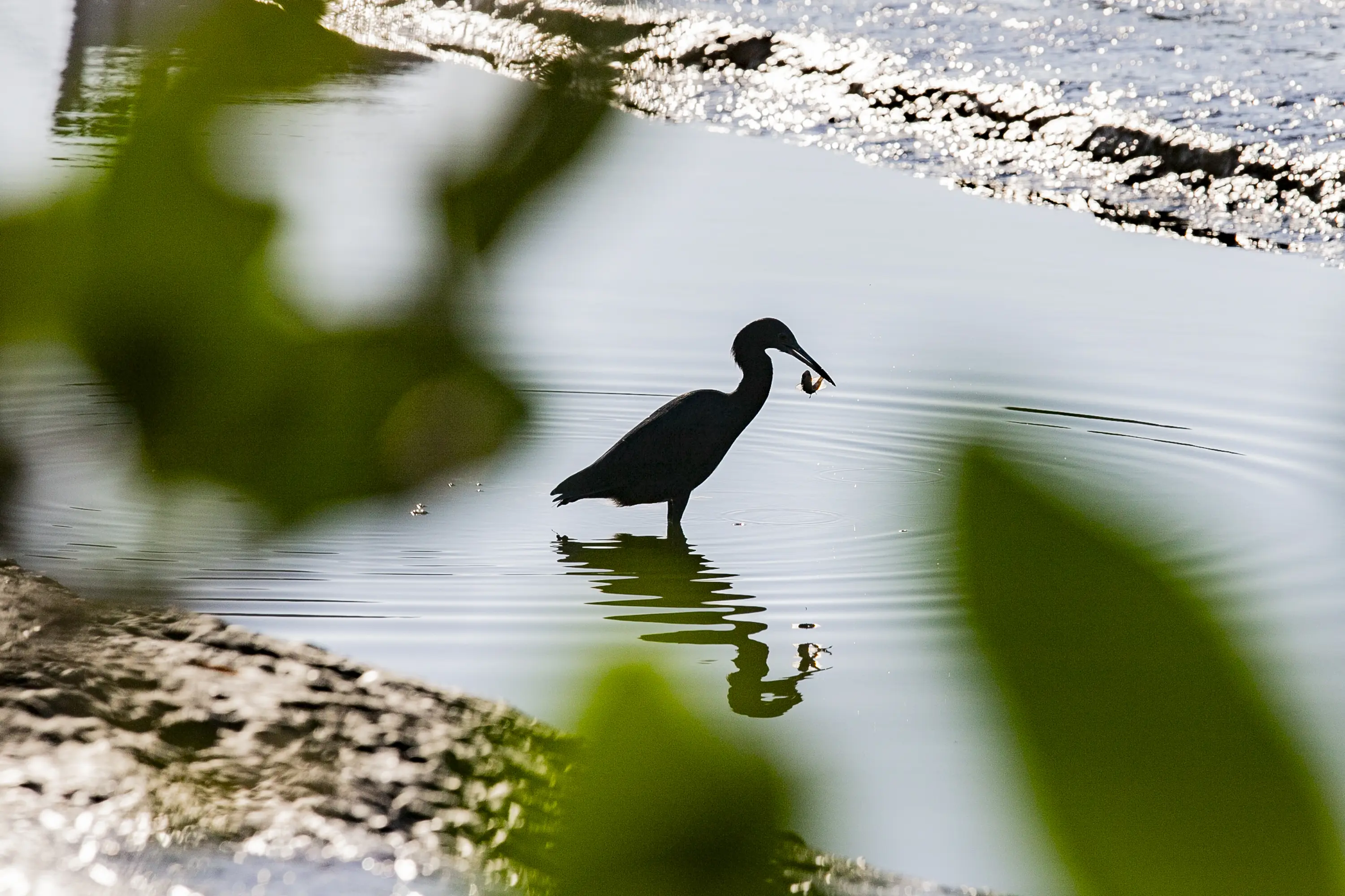 "Sentinelas" do ecossistema: Cerca de 25 mil aves são registradas no litoral do Paraná no primeiro semestre de 2026 1 1portos 1