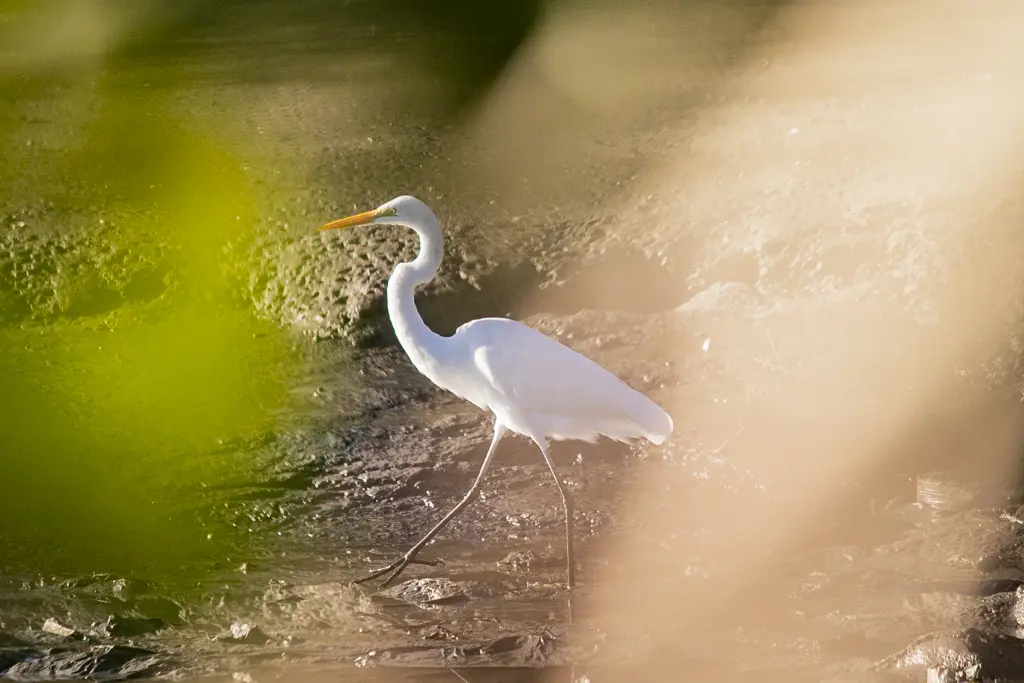 "Sentinelas" do ecossistema: Cerca de 25 mil aves são registradas no litoral do Paraná no primeiro semestre de 2026 3 3portosss